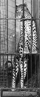 Confined Space Prints: Leopard Breakfast