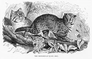 Images Dated 11th May 2017: Leopard cat engraving 1894