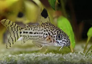 Travel with Martin Siepmann Collection: Leopard catfish -Corydoras julii-, freshwater aquarium, native to the Amazon Basin