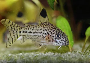 Travel with Martin Siepmann Gallery: Leopard catfish -Corydoras julii-, freshwater aquarium, native to the Amazon Basin