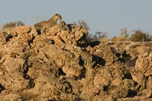 Leopard and Cubs, Panthera pardus, Kgalagadi Transfrontier Park, Northern Cape, South Africa, Kgalagadi District