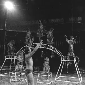 Only Mature Men Prints: Leopard Display