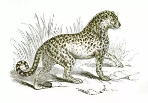 Images Dated 25th April 2017: Leopard engraving 1851