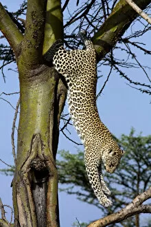 Trunk Collection: Leopard jumping down tree