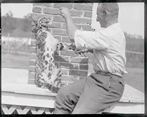 Leopard Prints: Leopard on Leash