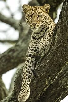 Images Dated 3rd March 2012: Leopard, Ndutu Plains, Tanzania