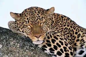 Safari Animals Gallery: Leopard (Panthera pardus) asleep on tree limb, close-up