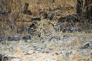 Big Cat Prints: Leopard -Panthera pardus- camouflaged on stony ground, Etosha National Park, Namibia