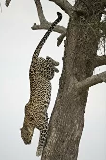 Safari Animals Gallery: Leopard (Panthera pardus) climbing down tree trunk, side view