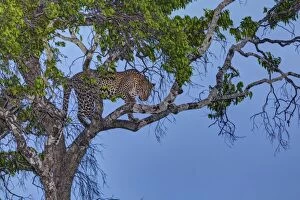 Leopard Gallery: Leopard -Panthera pardus- in a fig tree at dusk, Masai Mara National Reserve, Kenya, East Africa