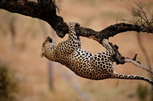 Leopard Gallery: Leopard (Panthera pardus) hanging from tree branch