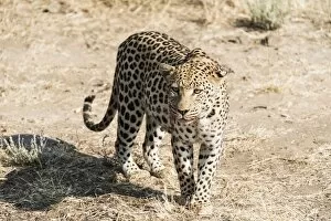 Leopard Gallery: Leopard -Panthera pardus-, Khomas, Namibia