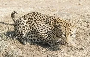 Images Dated 14th August 2012: Leopard -Panthera pardus-, Khomas, Namibia