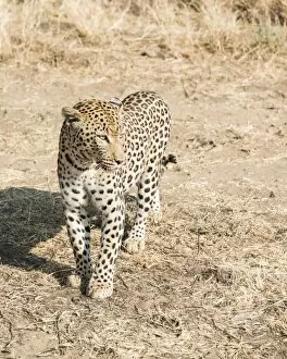Images Dated 14th August 2012: Leopard -Panthera pardus-, Khomas, Namibia