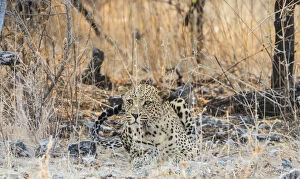 Leopard -Panthera pardus- lying camouflaged on stony ground, Etosha National Park, Namibia