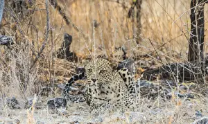 Leopard Prints: Leopard -Panthera pardus- lying camouflaged on stony ground, Etosha National Park, Namibia