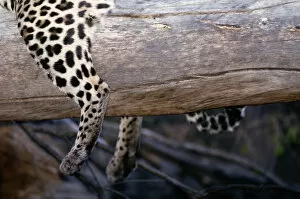 Botswana Gallery: Leopard (Panthera pardus) lying on log, close-up