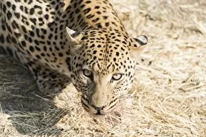 Images Dated 14th August 2012: Leopard -Panthera pardus-, Namibia