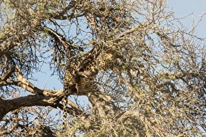Images Dated 3rd September 2012: Leopard -Panthera pardus- perched on the tree, camoflaged, Namibia