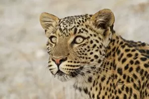 Images Dated 22nd August 2013: Leopard -Panthera pardus-, portrait, Etosha National Park, Namibia