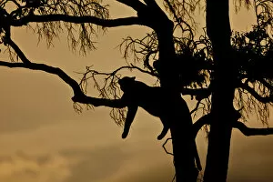 Leopard Gallery: Leopard -Panthera pardus- resting on a fig tree at dusk, silhouette, Masai Mara National Reserve