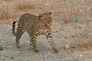 Images Dated 22nd August 2013: Leopard -Panthera pardus- roams his territory, Etosha National Park, Namibia