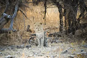 Panthera Pardus Prints: Leopard -Panthera pardus- sitting under a dry tree on stony ground