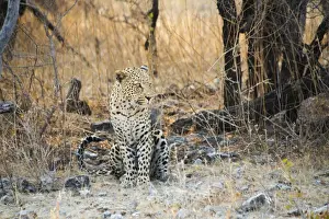 Panthera Pardus Prints: Leopard -Panthera pardus- sitting under a dry tree on stony ground