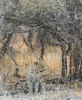 Leopard -Panthera pardus- sitting under a dry tree on stony ground, Etosha National Park, Namibia