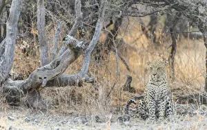 Leopard Prints: Leopard -Panthera pardus- sitting under a dry tree on stony ground