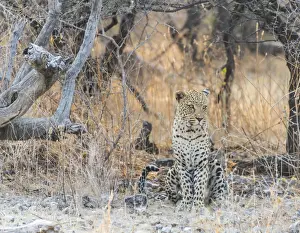 Leopard Prints: Leopard -Panthera pardus- sitting under a dry tree on stony ground