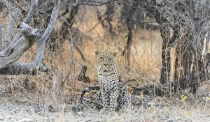 Leopard Prints: Leopard -Panthera pardus- sitting under a dry tree on stony ground