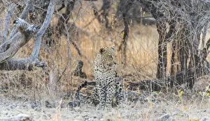 Leopard Prints: Leopard -Panthera pardus- sitting under a dry tree on stony ground
