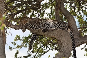 Leopard Gallery: Leopard -Panthera pardus- sleeping in a fig tree, Masai Mara National Reserve, Kenya, East Africa