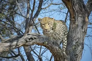 Images Dated 14th August 2012: Leopard -Panthera pardus- in tree, Khomas, Namibia