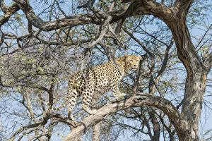 Images Dated 14th August 2012: Leopard -Panthera pardus- in a tree, Khomas, Namibia