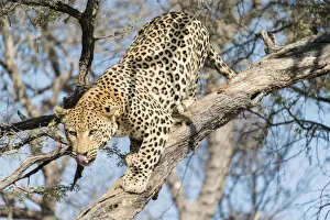 Images Dated 14th August 2012: Leopard -Panthera pardus- in a tree, Khomas, Namibia