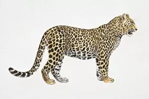 Leopard, Panthera pardus, side view