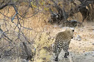 Panthera Pardus Prints: Leopard -Panthera pardus- walking in dry bushes