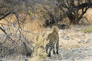 Leopard -Panthera pardus- walking in dry bushes, from behind, Etosha National Park, Namibia