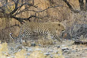 Panthera Pardus Prints: Leopard -Panthera pardus- walking between dry bushes, Etosha National Park, Namibia