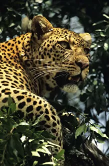Leopard (Panthera pardus) watching from tree, Kenya