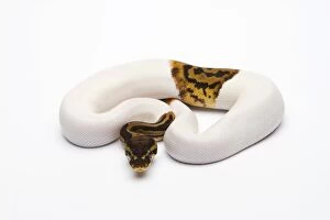 Leopard Piebald Ball Python or Royal Python -Python regius-, male