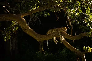Leopard Gallery: Leopard Resting