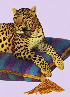 Leopard Resting On Pillow