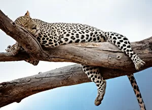 Images Dated 20th July 2017: Leopard Resting in Tree Against Blue Sky in Samburu, Kenya