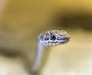 Colubrid Prints: Leopard Sand Snake -Psammophis leopardinus brevirostris