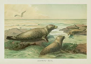 Images Dated 26th October 2018: Leopard seal chromolithograph 1896