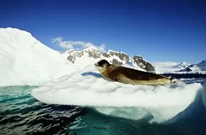 Polar Climate Gallery: Leopard seal (Hydrurga leptonyx) on ice floe, side view