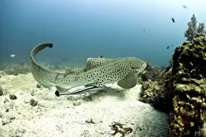 Images Dated 17th November 2012: Leopard Shark -Triakis semifasciata-, Gulf of Oman, Oman